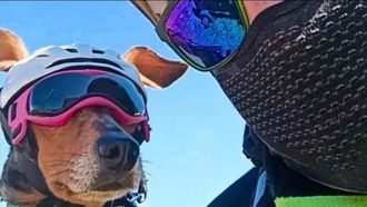 El perro Tulip&aacute;n