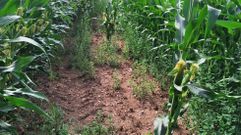 Calvas en las que ahora se aprecian las p�rdidas causadas por los jabal�es en los primeros d�as tras las siembra de esta primavera