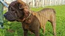 Así es Chuchi, el shar pei de Oleiros