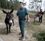 <span lang= es-es >Colaboraci�n en la evacuaci�n</span>. Mientras la UME controlaba el fuego, personal cualificado desalojaba a los burros de A Toxa.