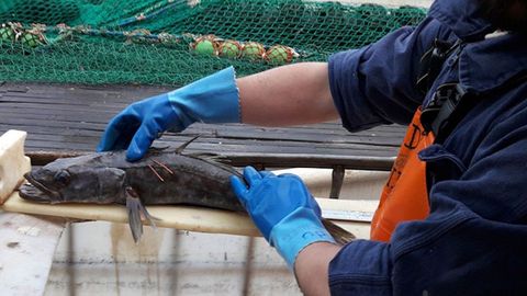 Merluza negra pescada por primera vez el 12 de mayo del 2013 y que el 6 de junio del 2026 volvi� a capturar en Argentina el barco de capital gallego Argenova XIV, a cuya tripulaci�n no le pas� desapercibido el bander�n que llev� el pez desde que fue liberado hace 13 a�os.