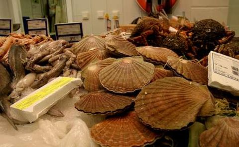 Las vieiras es uno de los mariscos m�s controlados en �pocas navide�as.