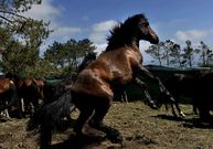 Los caballos ser�n traslados hoy de O Pe�n a Sabucedo. 