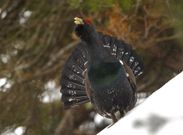 Una pita de monte o urogallo macho se exhibe en un cantadero pirenaico bajo la nieve. 