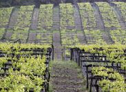 Lores sostiene que el compost podr� ser utilizado para enriquecer el suelo de los vi�edos. 