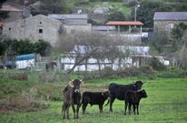 Imagen de algunas de las reses con los terneros en las proximidades de las casas. 