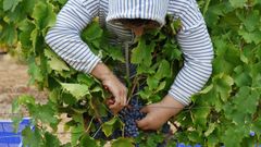 La interprofesional del vino aconseja utilizar los contratos homologados