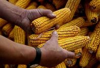 El ma�z es uno de los cereales de los que se obtienen biocombustibles