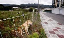 La finca donde pasta el reba�o de cabras y al fondo, la caseta donde ten�a las que le robaron.