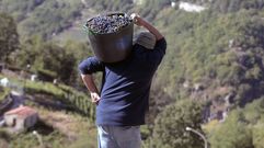 Los viticultores tendr�n seis de los doce vocales del consejo regulador