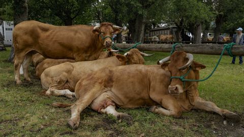 Feiras de Primavera en O P�ramo