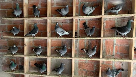 Las palomas mensajeras viven hasta 12 a�os