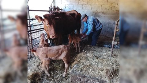 Juan Antonio Freijomil Varela, vecino del lugar de Casti�eiros, en la parroquia de Queixeiro, en Monfero, con los tres terneros que nacieron en el mismo parto y la madre<br />�<br />�<br />