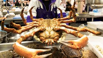 Un magn�fico ejemplar de �Maja brachydactyla� en una pescader�a coru�esa, en diciembre del 2025.
