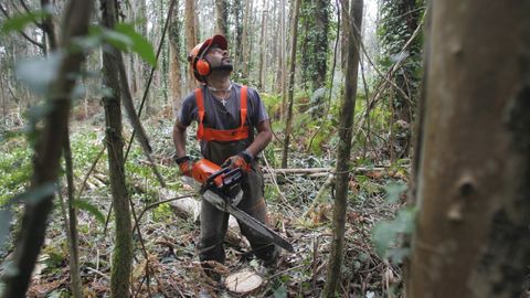 Un operario forestal trabaja en una plantaci�n de eucaliptos en Ortigueira, en una imagen de archivo