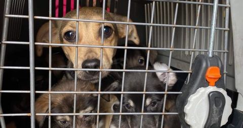 Animales rescatados en la frontera de Ucrania con Polonia