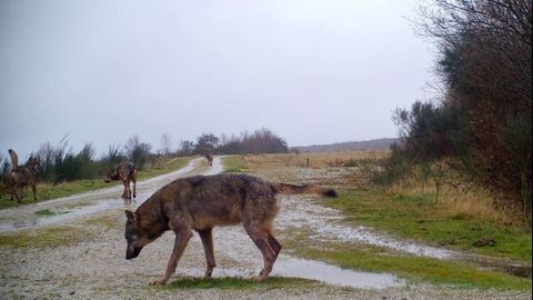 Imagen captada por una c�mara de fototrampeo