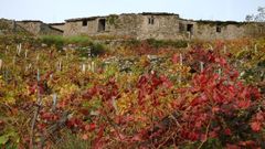 Casas abandonadas de la aldea de Bexn, situada en una zona de viedo