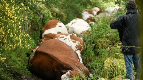 Las vacas muertas por la caída de un rayo en Rodeiro