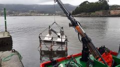 Sistemas innovadores para recoger las algas en la r�a de Pontevedra