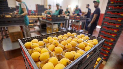 Imagen de archivo de una empresa agroalimentaria que envasa n�speros