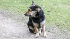 D�as esperando a sus due�os en Fene