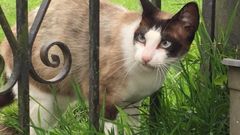 Cacahuete, la gata viajera de Arriondas