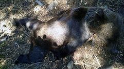 El osezno hallado muerto en un camino de Muniellos.El osezno hallado muerto en un camino de Muniellos