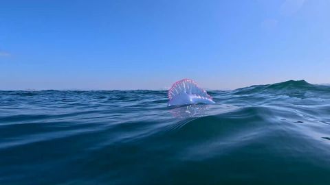 Carabela portuguesa flotando en el mar cercano de las Illas Cíes