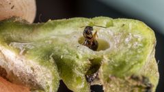 Una avispilla del casta�o adulta emerge de la agalla donde se form� como larva
