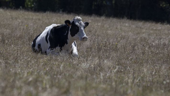 Vaca pastando en un prado completamente seco. 