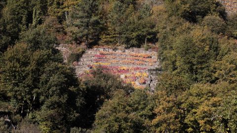 Los colores otoales de una pequea via destacan entre los rboles que la rodean en A Ermida (Chantada)