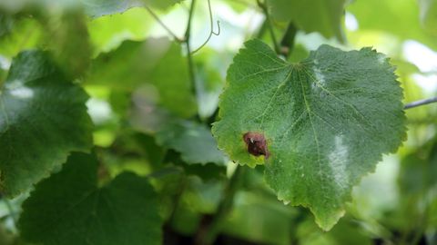 Imagen de una hoja de vid con s&iacute;ntomas de mildiu