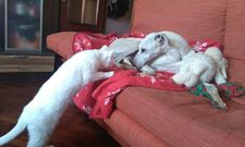 Imagen del galgo en la casa de A Coru�a en la que fue acogido, en la que convive con un gato.