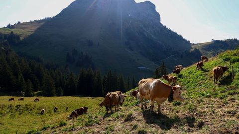 Imagen de unos animales en la monta�a suiza