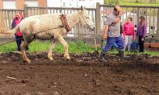 Toto aport� el jumento con el que araron el terreno para sembrar las patatas en el Ceip Juan Rey.