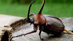 El escarabajo rinoceronte es capaz de levantar 30 veces su peso.