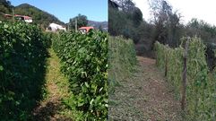 En antes y el despu�s de la tormenta de granizo en una plantaci�n de fabes en Belmonte de Miranda