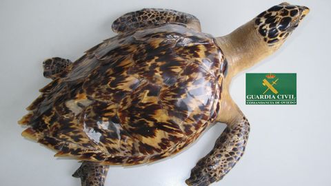 Tortuga Carey desnaturalizada