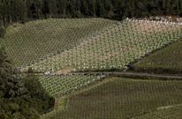 O Saln�s es, con diferencia, la zona de mayor producci�n de R�as Baixas de toda la denominaci�n. 