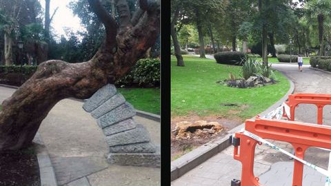 Antes y despu�s, de la tala del Ayuntamiento de Oviedo 