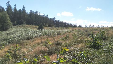 Terrenos de la sofor Monte de Candedo, en la que el pino es la especie ms abundante 