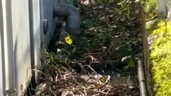 Parte trasera del m�dulo que acoge la cocinca donde fueron vistas las ratas