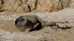 Aparece una cr�a de foca en la cala de Bens