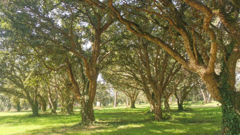 El Sobreiral da Ribeira est&aacute; a 50 metros del cauce del r&iacute;o Mi&ntilde;o.