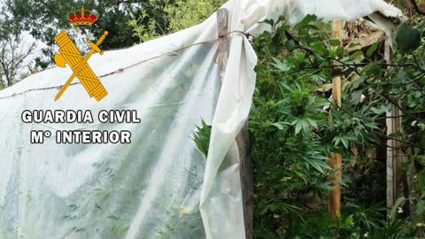 Plantaci�n de marihuana en el occidente asturiano