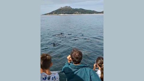 Delfines en las C�es