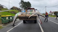 Traslado de la cr�a de ballena varada en la playa de Quilmas, en Carnota