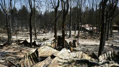 Un bosque quemado en uno de los recientes incendios en �vila.