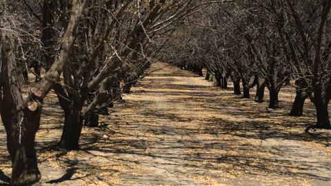 Los almendros de este ao en California no dieron frutos debido a la intensa sequa